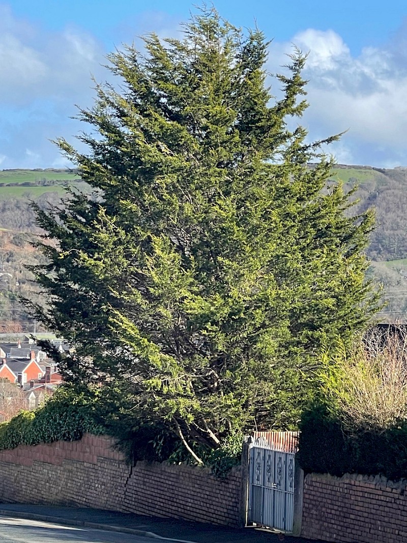 Cupressus macrocarpa - © Charles Hipkin