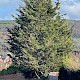 Cupressus macrocarpa