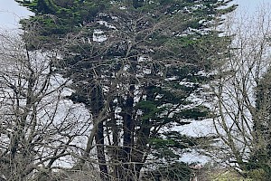 Monterey Cypress: Cupressus macrocarpa