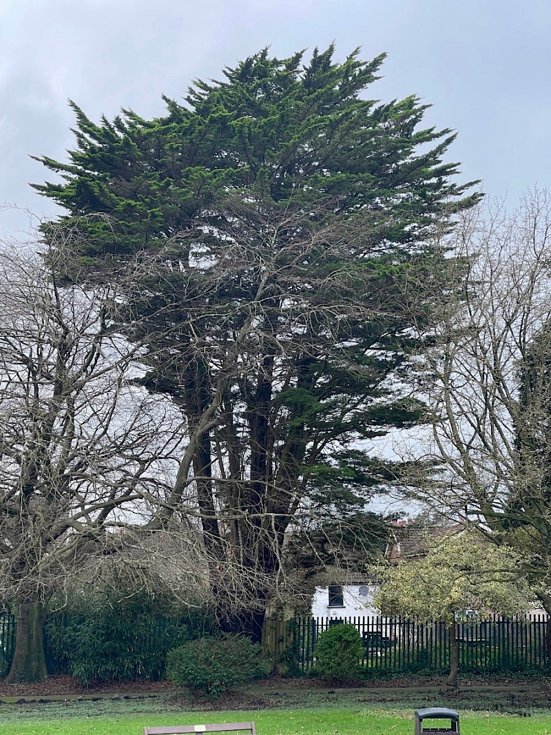 Cupressus macrocarpa - © Charles Hipkin