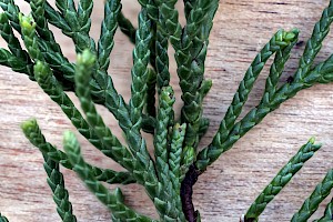 Monterey Cypress: Cupressus macrocarpa