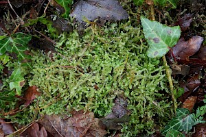 Bifid Crestwort: Lophocolea bidentata