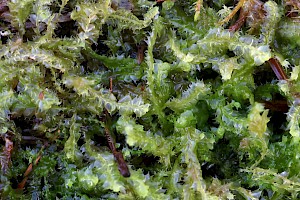 Lophocolea bidentata Bifid Crestwort