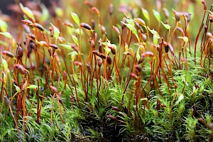 Variable Forklet-moss: Dicranella varia