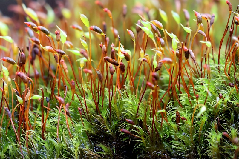 Dicranella varia - © Charles Hipkin