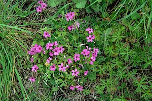 Large-flowered Pink-sorrel: Oxalis debilis