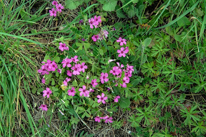 Oxalis debilis - © Charles Hipkin