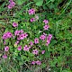 Oxalis debilis