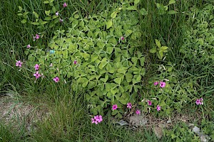 Large-flowered Pink-sorrel: Oxalis debilis