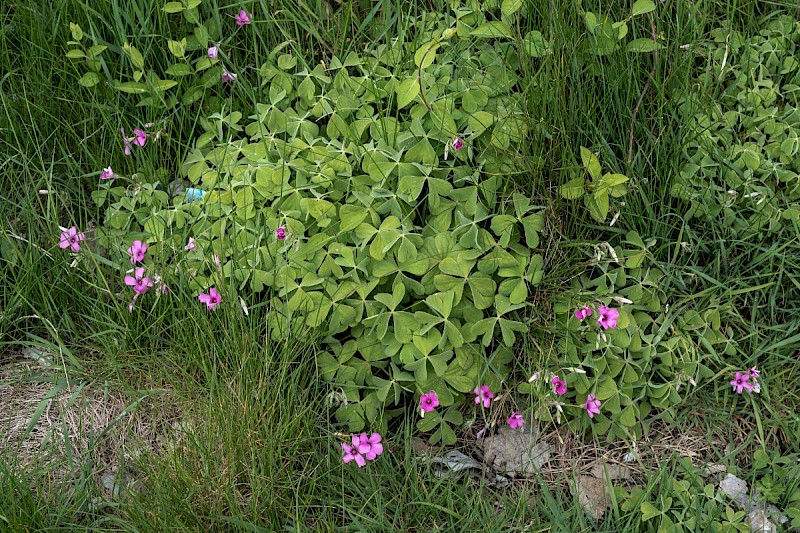 Oxalis debilis - © Charles Hipkin