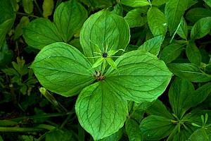 Herb-paris: Paris quadrifolia