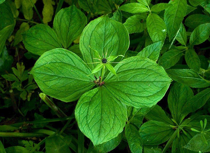 Paris quadrifolia - © Charles Hipkin