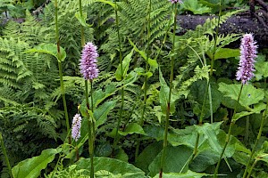 Persicaria bistorta Common Bistort