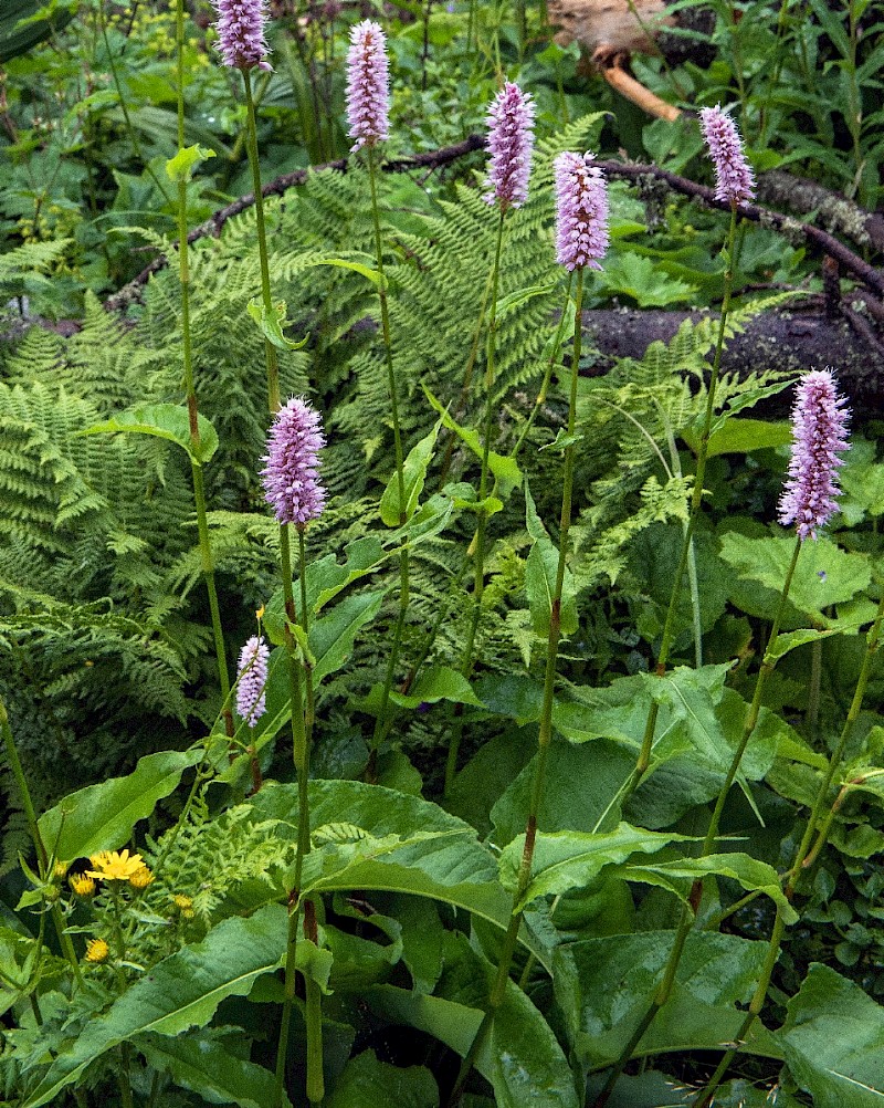 Persicaria bistorta - © Charles Hipkin