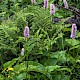 Persicaria bistorta