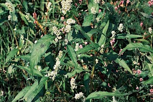 Persicaria lapathifolia Pale Persicaria