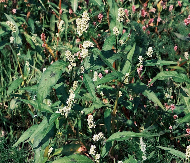 Persicaria lapathifolia - © Charles Hipkin