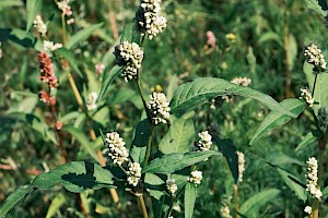 Pale Persicaria: Persicaria lapathifolia