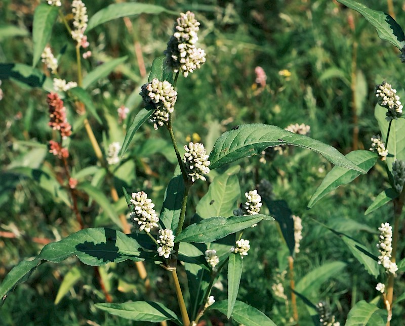 Persicaria lapathifolia - © Charles Hipkin