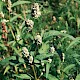 Persicaria lapathifolia