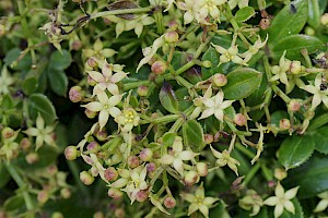 Rubia peregrina Wild Madder