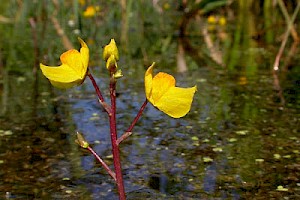 Bladderwort: Utricularia australis