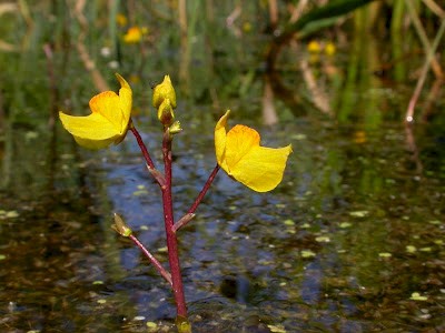 Utricularia australis - © Barry Stewart