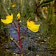 Utricularia australis