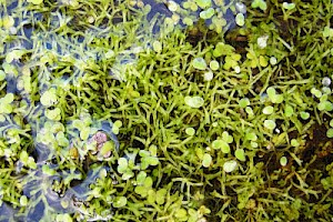 Floating Crystalwort: Riccia fluitans