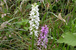 Southern Marsh-orchid: Dactylorhiza praetermissa