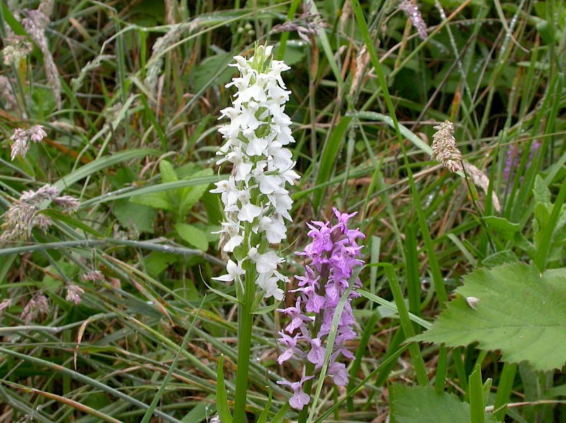 Dactylorhiza praetermissa - © Barry Stewart