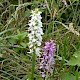 Dactylorhiza praetermissa