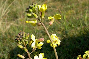 Isle-of-Man Cabbage: Coincya monensis subsp. monensis