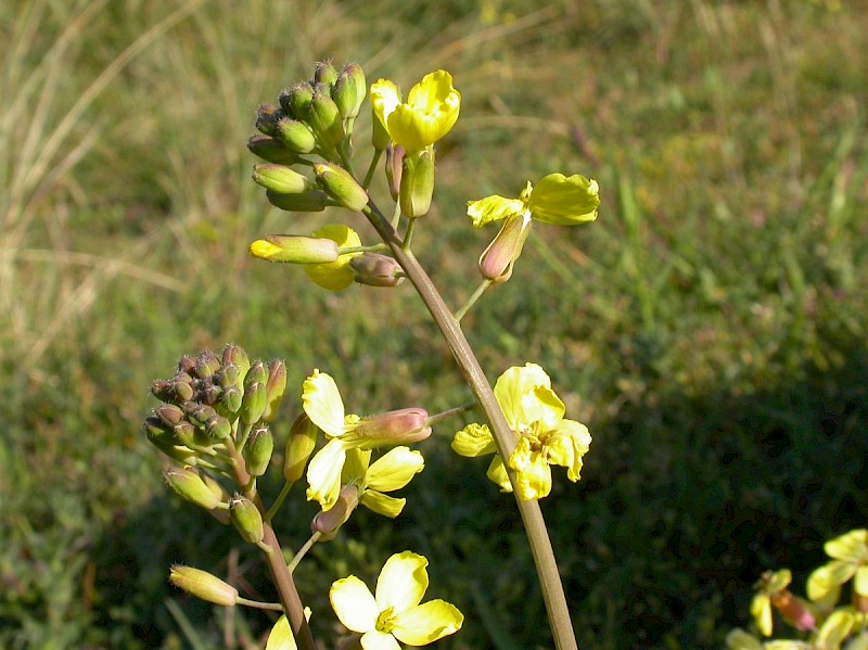 Coincya monensis subsp. monensis - © Barry Stewart