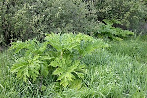 Heracleum mantegazzianum Giant Hogweed