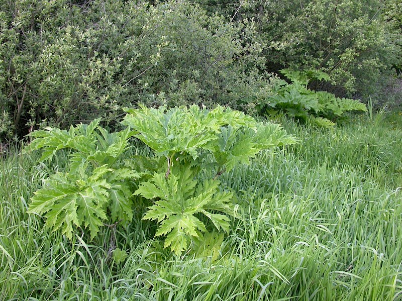 Heracleum mantegazzianum - © Barry Stewart