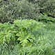 Heracleum mantegazzianum