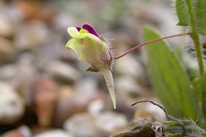 Sharp-leaved Fluellen: Kickxia elatine