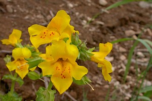 Monkeyflower: Mimulus agg.