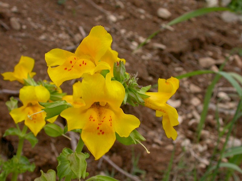 Mimulus agg. - © Barry Stewart