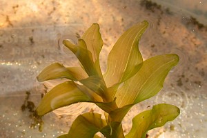 Potamogeton perfoliatus Perfoliate Pondweed