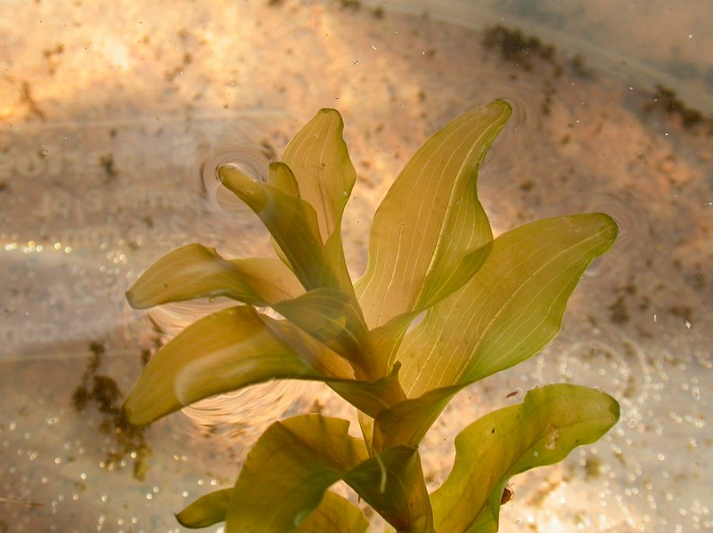 Potamogeton perfoliatus - © Barry Stewart