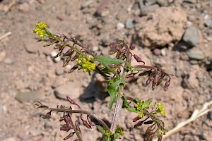 Northern Yellow-cress: Rorippa islandica