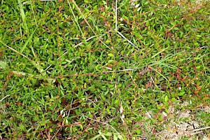 Cranberry: Vaccinium oxycoccos