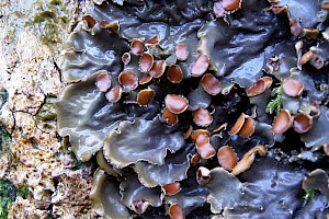 Peltigera horizontalis Flat-fruited Pelt