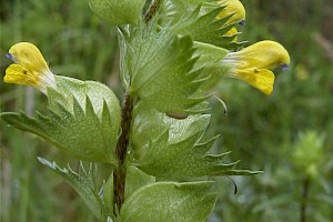 Rhinanthus minor Yellow-rattle