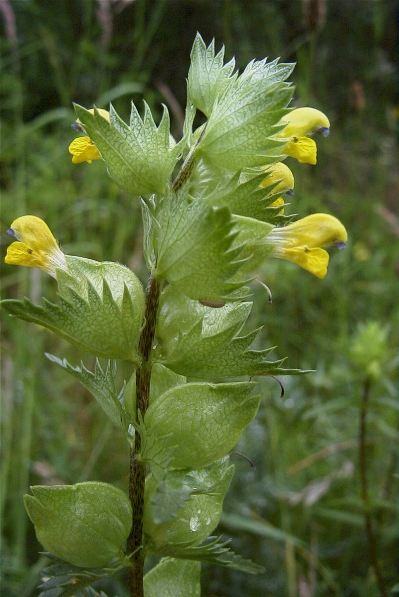 Rhinanthus minor - © Barry Stewart