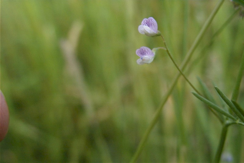 Vicia tetrasperma - © Barry Stewart