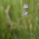 Vicia tetrasperma