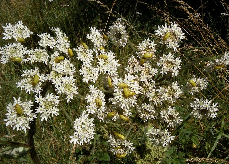 Heracleum sphondylium - © Barry Stewart